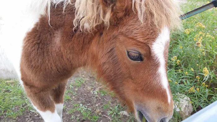 Ponderosa Campsite Picture 7