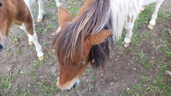 Ponderosa Campsite Picture 9