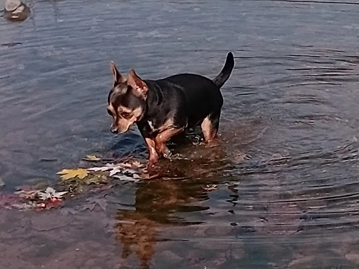 Sleepy Creek On the Potomac Picture 9