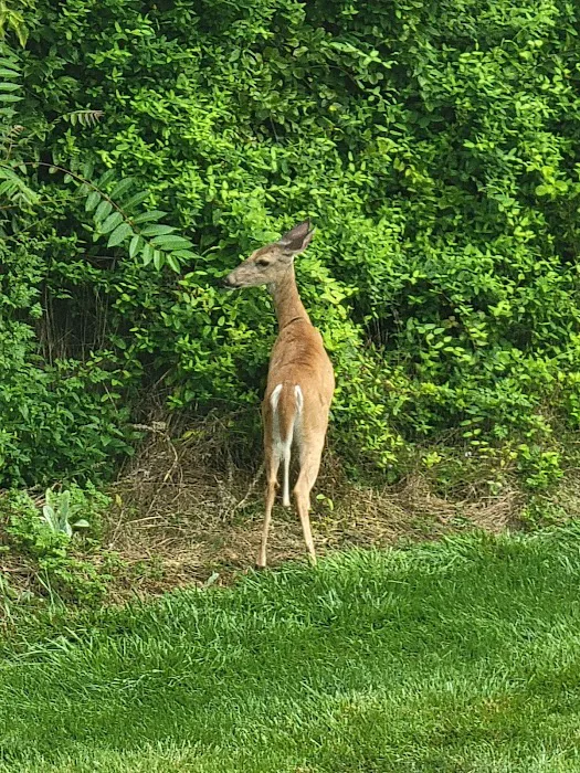 Glamping Clear Spring Maryland 3-Cabin Campground Picture 9
