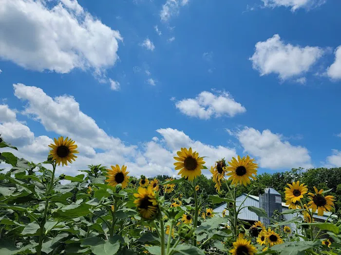 Glamping Clear Spring Maryland 3-Cabin Campground Picture 7