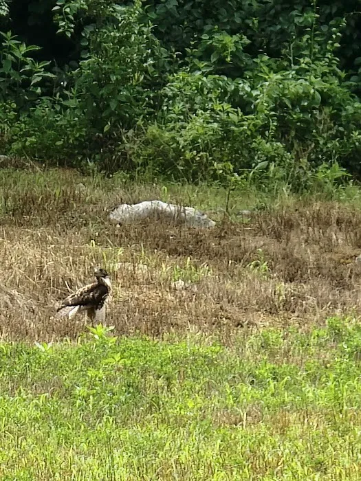 Glamping Clear Spring Maryland 3-Cabin Campground Picture 10