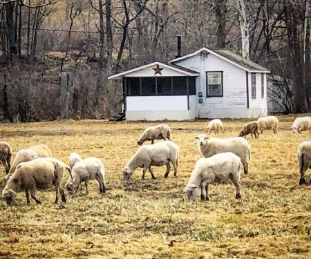 Horns Cabins - The Stargazer Cabin