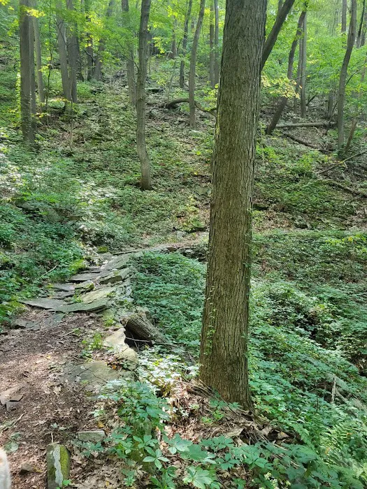 Blue Knob State Park Campground Picture 3