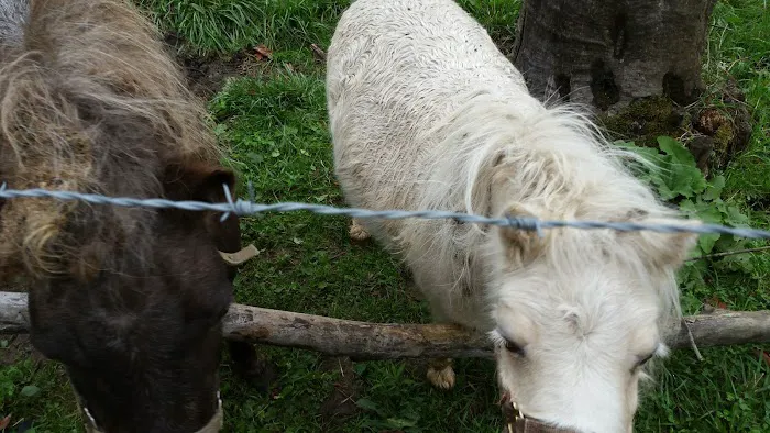 Rocky Top Campgrounds Picture 5