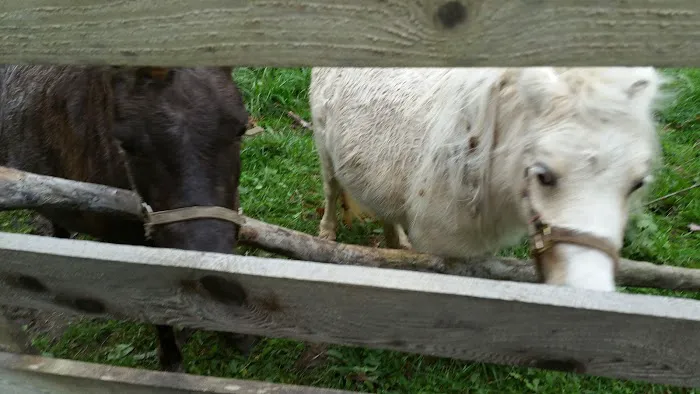 Rocky Top Campgrounds Picture 1