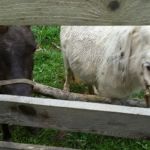 Rocky Top Campgrounds