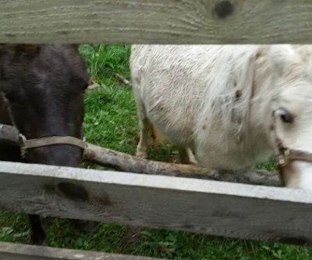 Rocky Top Campgrounds