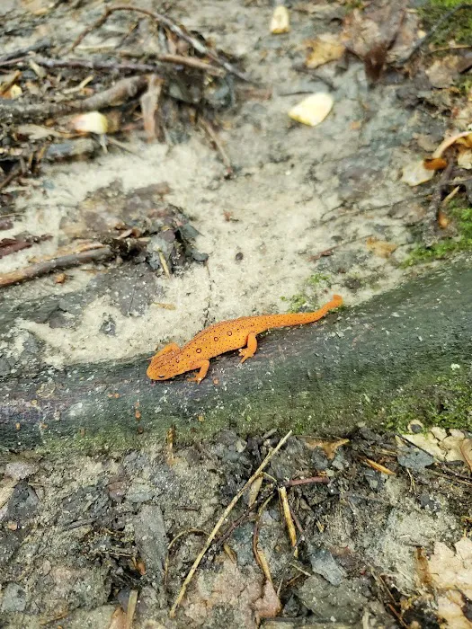 Oak Ridge Campground1 Picture 8