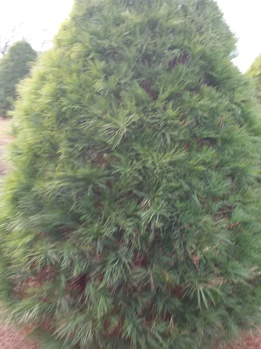 Hidden Acres Family Campground Picture 9