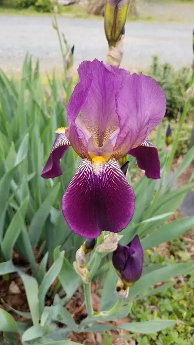 Aquia Pines Camp Resort Picture 3