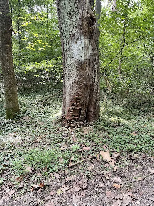 Big Woods Campsite Picture 4