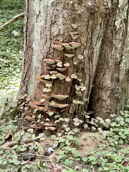 Big Woods Campsite Picture 2