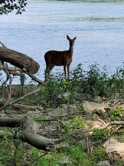 Big Woods Campsite Picture 6