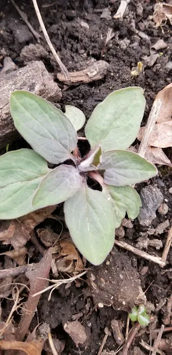 AT Campsite Picture 2