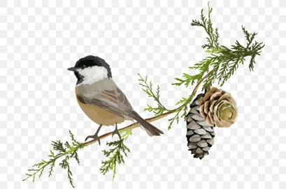 Spruce & Sparrow Picture 10