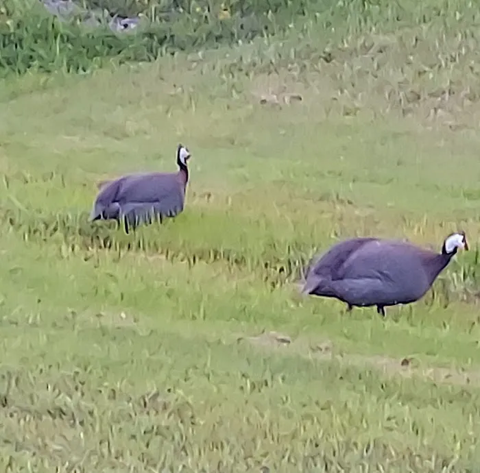 Niagara Hartland RV Resort Picture 3