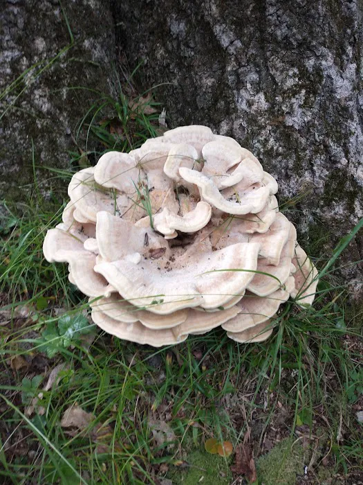 Clear Creek State Park Family Cabin District Picture 7