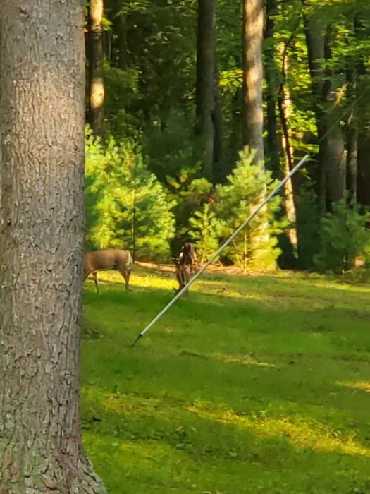 Clear Creek State Park Family Cabin District Picture 1