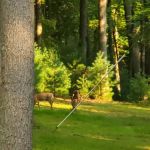 Clear Creek State Park Family Cabin District