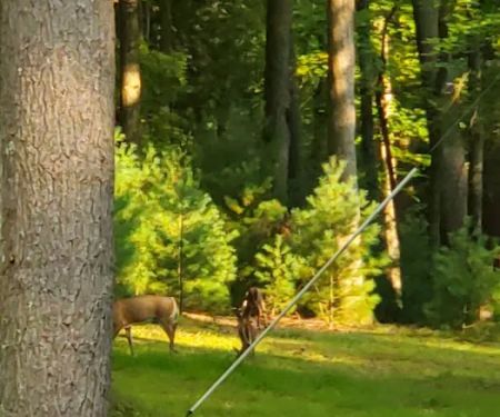 Clear Creek State Park Family Cabin District