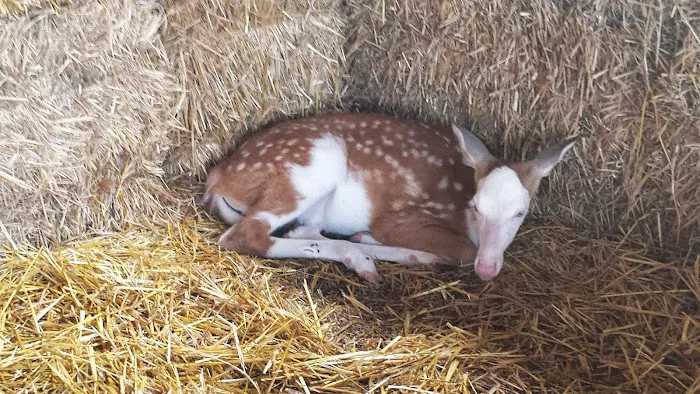 Spirit of the North Campground Picture 10