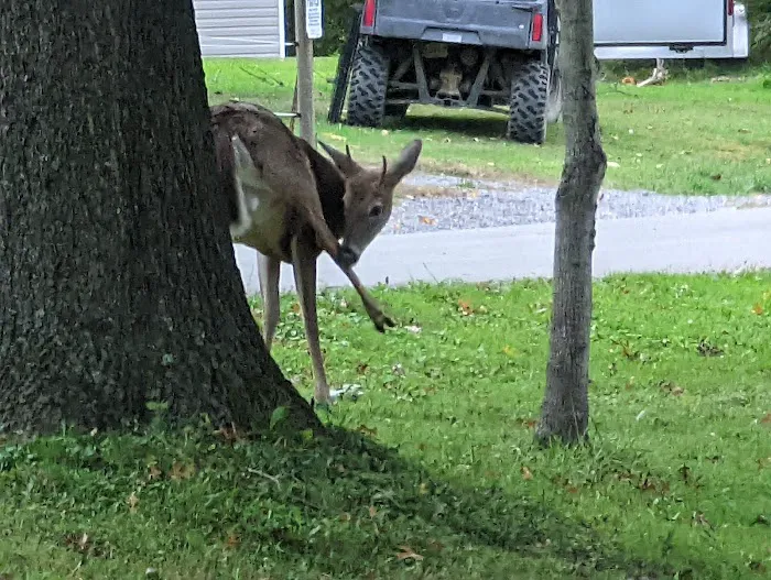 Kellettville Recreation Area Campground Picture 2