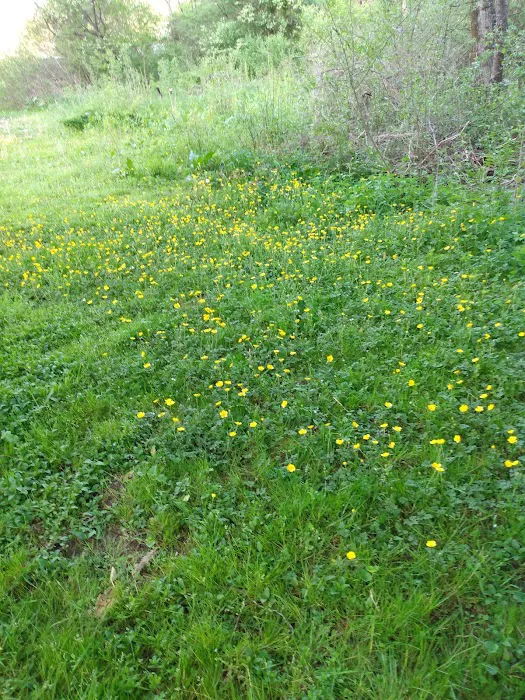 Kellettville Recreation Area Campground Picture 1