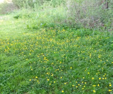 Kellettville Recreation Area Campground