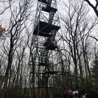 Cook Forest Group Sites ico