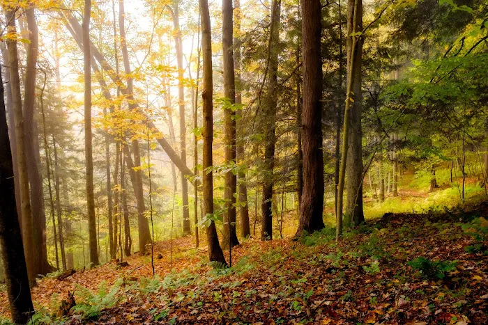 Wildwood Acres Campground Picture 8