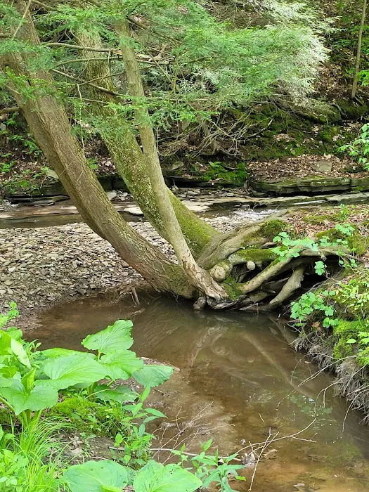 Wildwood Acres Campground Picture 9