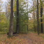 NYS DEC Designated Campsite