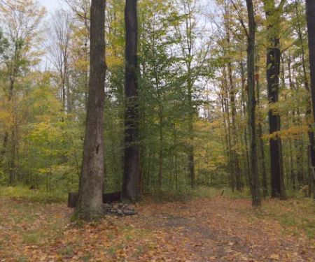 NYS DEC Designated Campsite