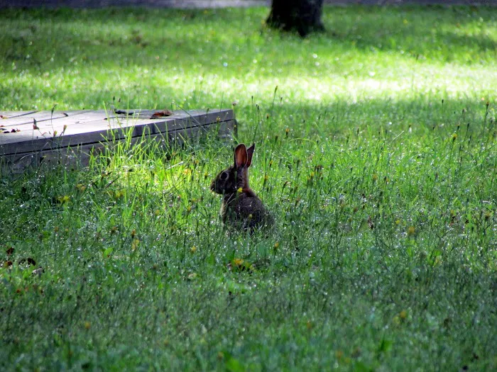 Camp Chautauqua Picture 8