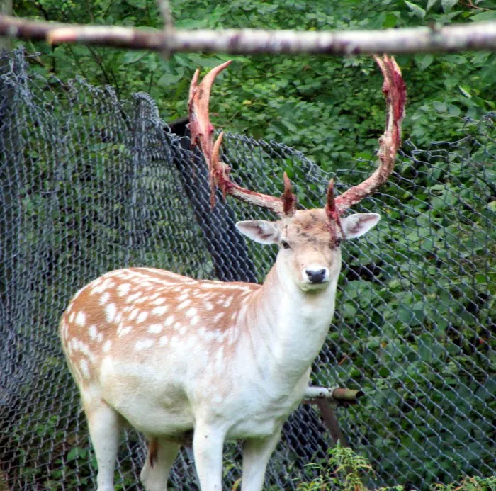 Camp Chautauqua Picture 9