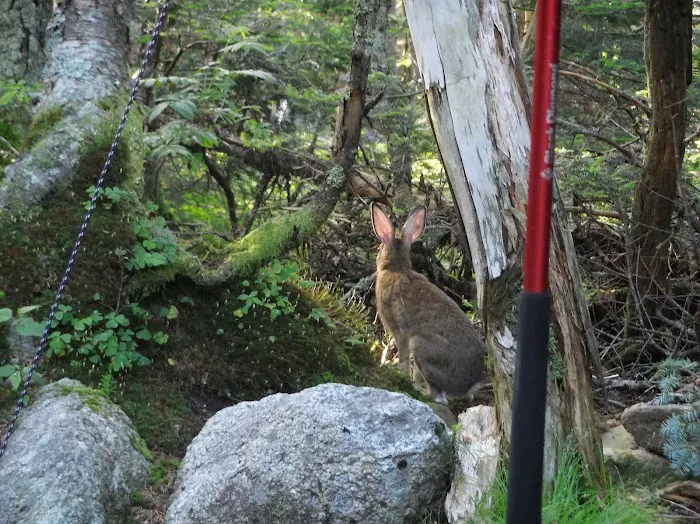 Garfield Ridge Campsite and Shelter, Appalachian Trail Picture 7