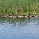 Carry Bay Campground