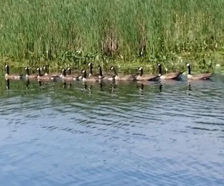 Carry Bay Campground