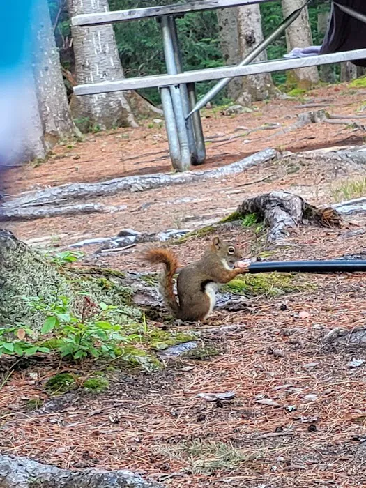 Beech Hill Campground Picture 6