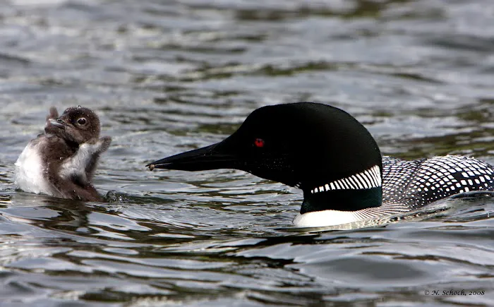 Lake Ivanhoe Campground Picture 1
