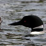 Lake Ivanhoe Campground
