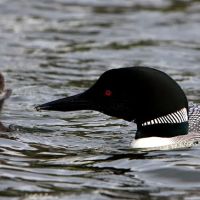 Lake Ivanhoe Campground ico