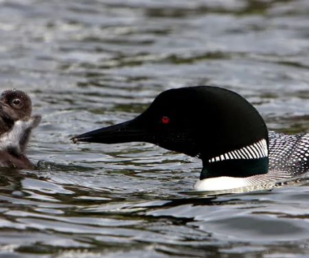 Lake Ivanhoe Campground