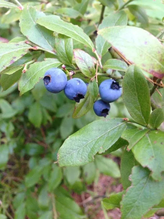 Lake Ivanhoe Campground Picture 6