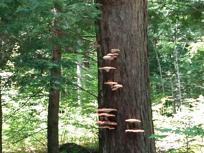 Full Wellness Retreat at Fort Ridge Picture 4