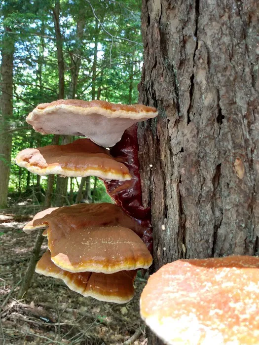 Full Wellness Retreat at Fort Ridge Picture 6