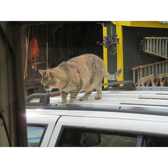 Bearcamp River Campground Picture 7