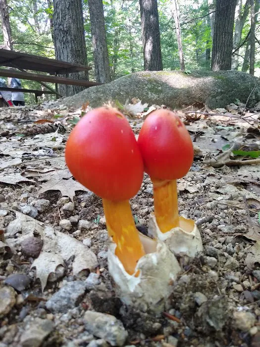 White Ledge Campground Picture 3