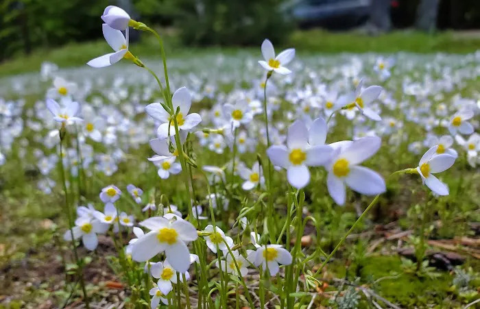 White Ledge Campground Picture 4